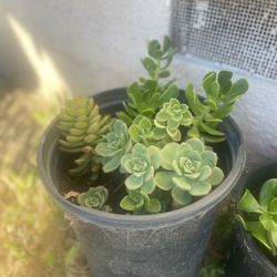 Succulents 