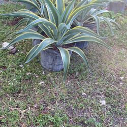 Variegated Agave - 3gl