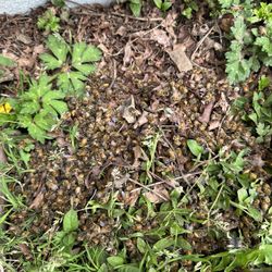 Bee Swarm Removal Kent/covington/Maple Valley 