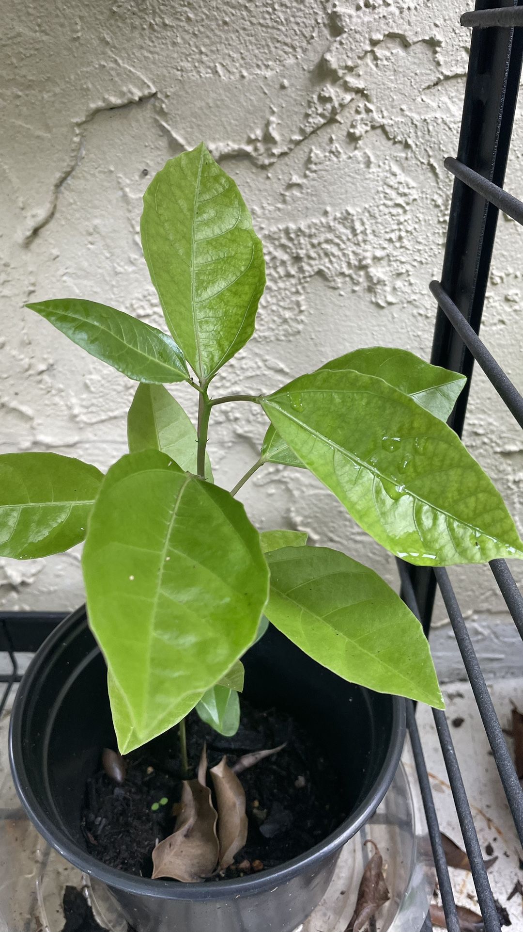 Passion Fruit Plant, Maracuya o Parchita