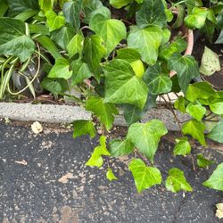 Ivy Plants In A Pot 