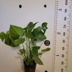 Monstera Deliciosa Plant 6"
