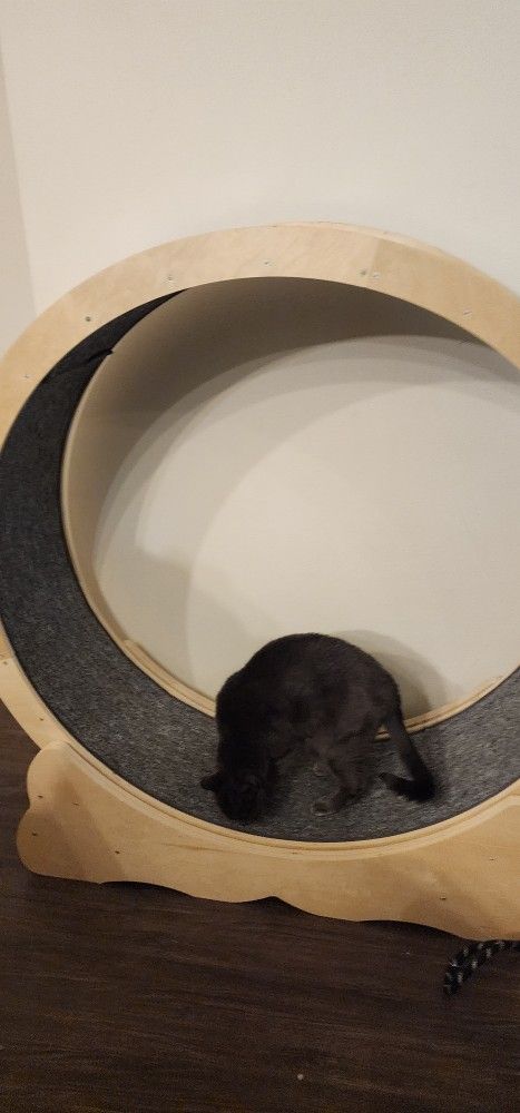 Carpeted Wooden Cat Wheel