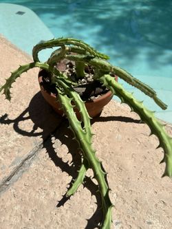 Stapelia grandiflora In Clay Pot 