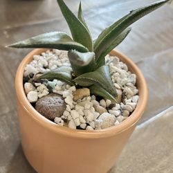 Beautiful Tan Succulent Plant