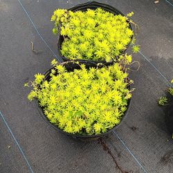 Angelina 3 Gallons Plants