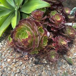 Succulents 