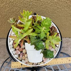 Succulent Arrangements