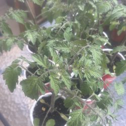 Honeycomb Cherry-Sized Orange Tomato