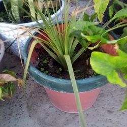 Baby Ponytail Palm In A Pot $9