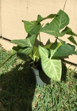Our n indoor plant $2. $3 $4