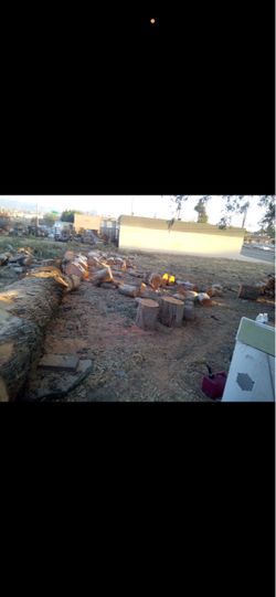 Freshly Cut Firewood Logs