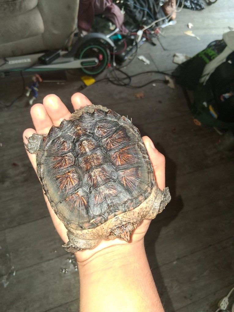 Comman Snapping Turtle Toy