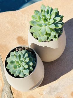 Succulents In Egg Pot 