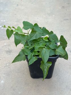 Sweet Potato Leaves plants