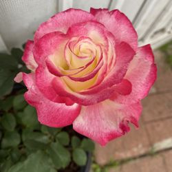 Rose Bush With Very Fragrant Flowers Plant, In 5 Gallons Pot Pick Up Only