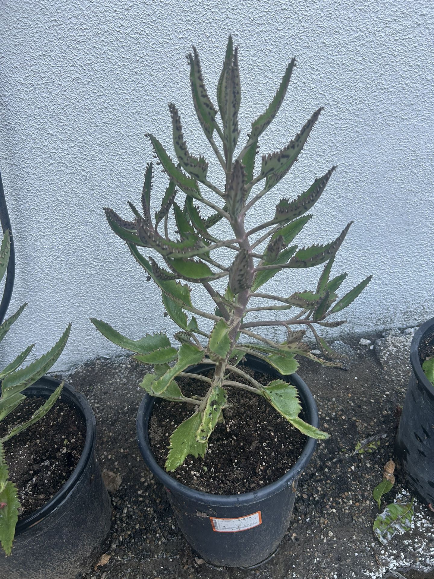 Kalanchoe -Mala Madre Plant 🪴