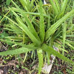 Aloe Plants