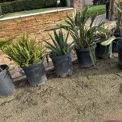 Potted Plants numerous 