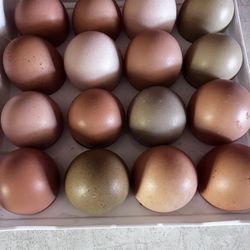 Fresh Eggs