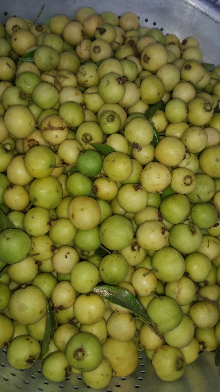 Arrallanes