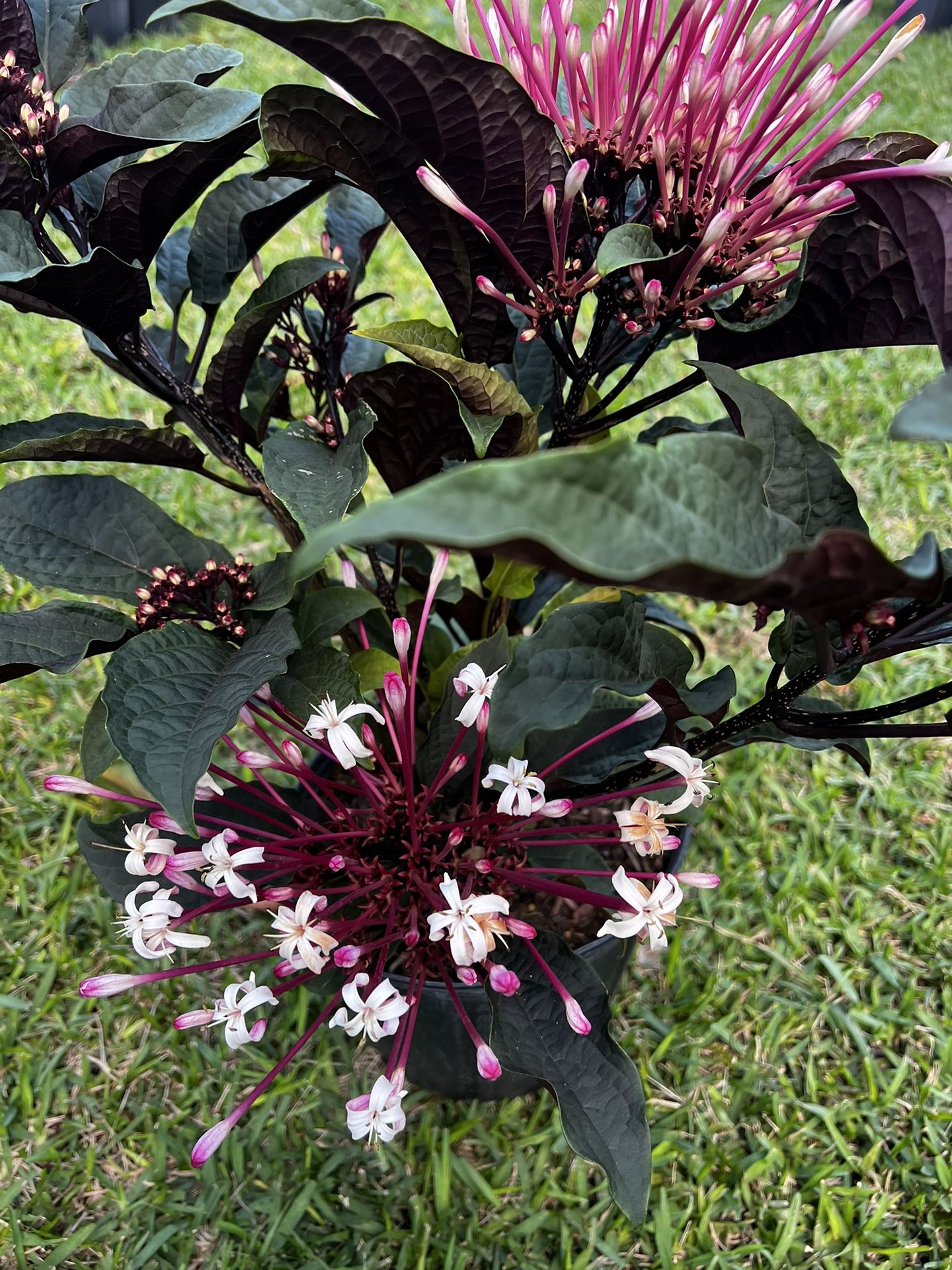 STAR BURST (3 Gallon Pot) Beautiful Flowering Plant