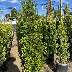 Ficus Nitida Privacy Hedge