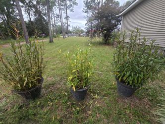Potted Flowering Shrubs – Set of 3