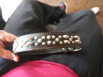 Harley Davidson dog collar new