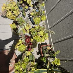 MOVING SALE!!! Various of Plants From $2-10