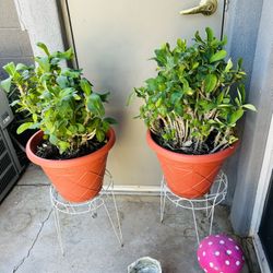 Coronas De Cristo Doble Flor  Pink 50 Each 