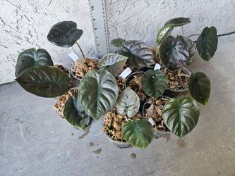 Alocasia Black Infernalis Plants