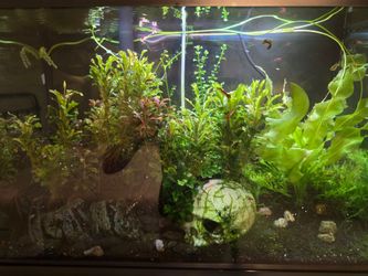 20G fish tank planted with equipment