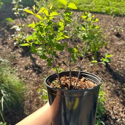 Native Plant: Snowberry (Symphoricarpos albus)