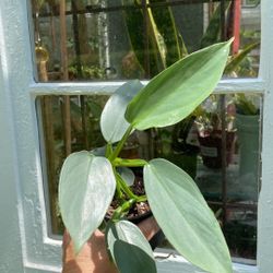 Silver Sword Philodendron 