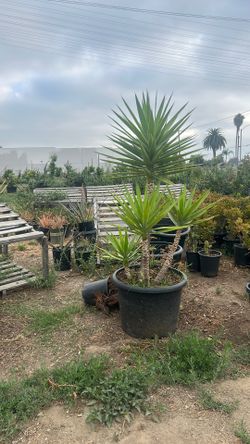 Yucca gloriosa