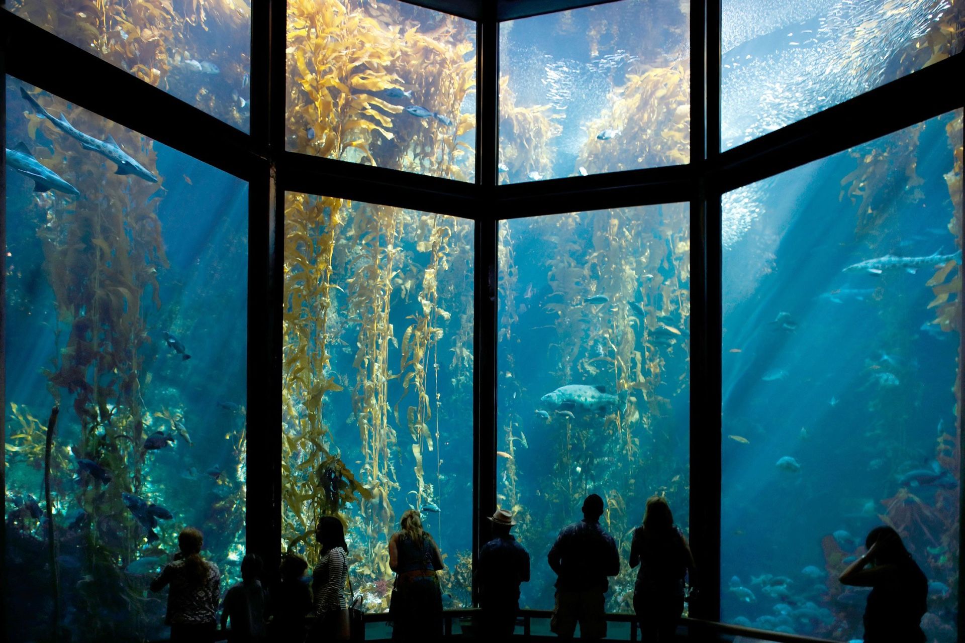 Monterey bay Aquarium Tickets