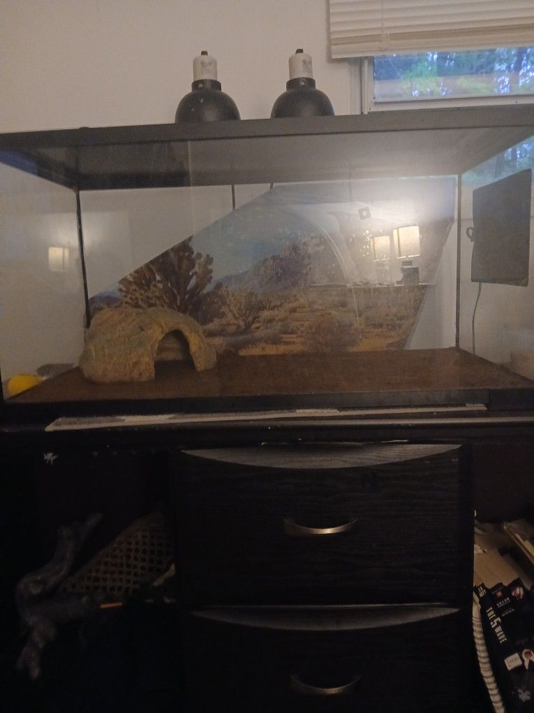 Lizard Tank