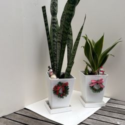 2 holiday house plants