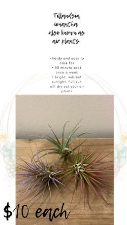 Air plants