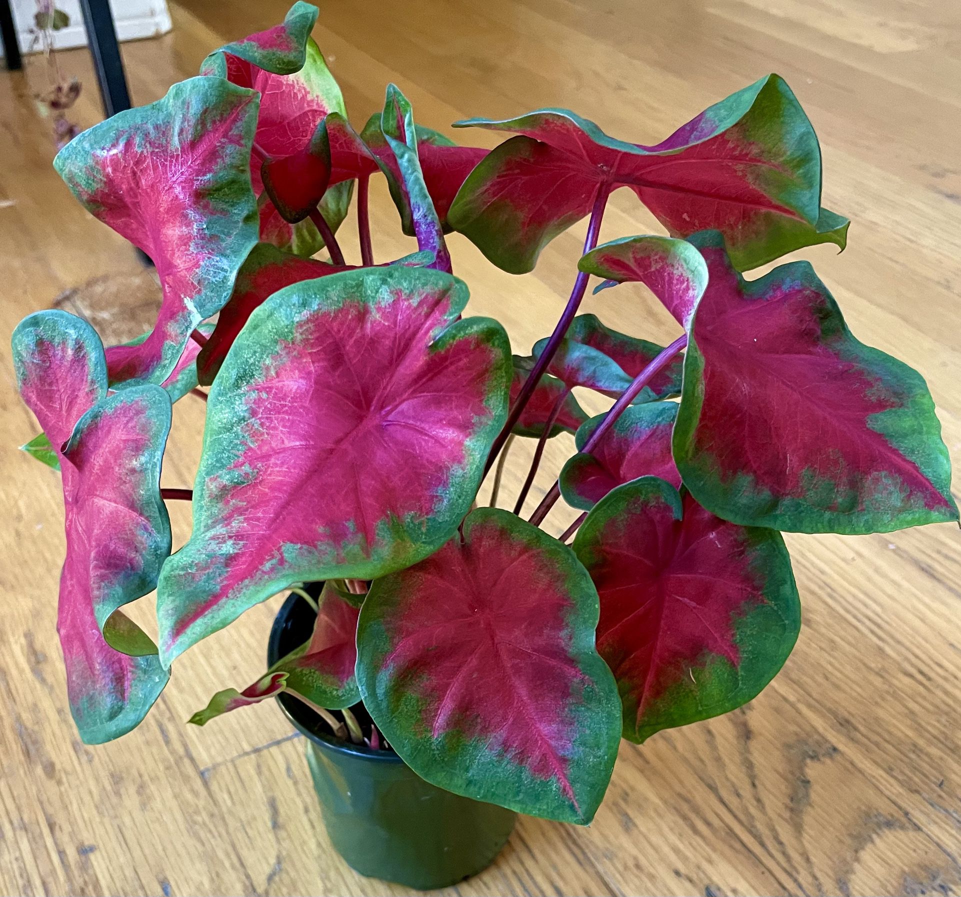 Red Ruffles Caladium Plant / Free Delivery Available 
