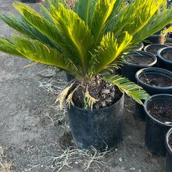 Sago Palm