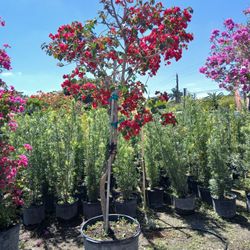 Big Sale Large Bougainvillea Tree On Sale $350