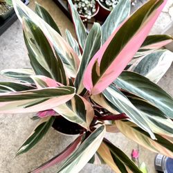 4” Triostar Stromanthe Plant, Calathea Safe For Pets
