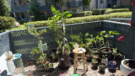 Variety of vegetables plants
