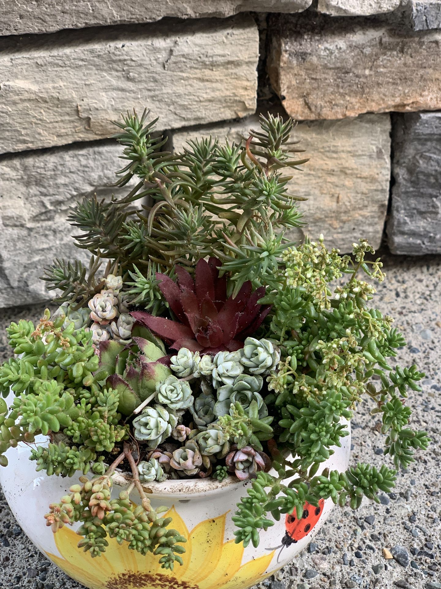 Live succulent arrangement in ceramic pot