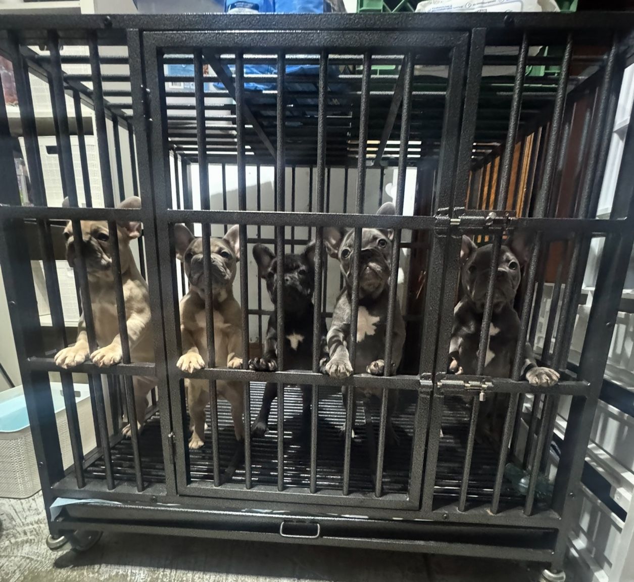 Dog Cage