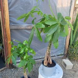 Money Tree Plant 10" Pot 