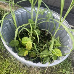 Jackfruit Plants  $15 Each 