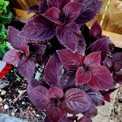 Rare Dark Shade Coleus Plant 🪴 